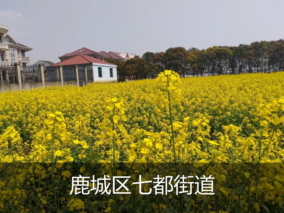 鹿城区七都街道